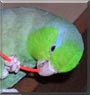 Bigboy the Pacific Parrotlet