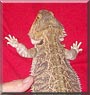 Dharma the Bearded Dragon