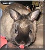 Truffle the Netherland Dwarf Rabbit