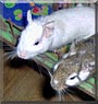 Meatball, Noodles the Degu