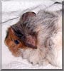 Shadow the Guinea Pig
