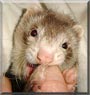 Lelu the Ferret