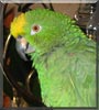 Joey the Amazon Parrot