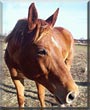 Zip the Appendix Quarter Horse