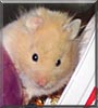Angela the Hamster