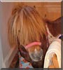 Teddy Bear the Shetland Pony