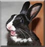 Biggles the Rabbit