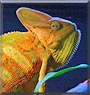 Corneleus the Veiled Chameleon