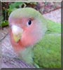 Shiny the Lovebird