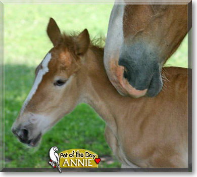 Annie, the Pet of the Day Annie, the Pet of the Day