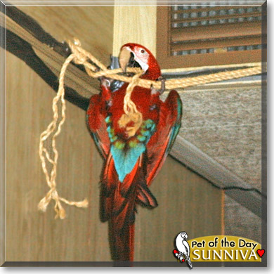 Sunniva, the Pet of the Day Sunniva, the Pet of the Day
