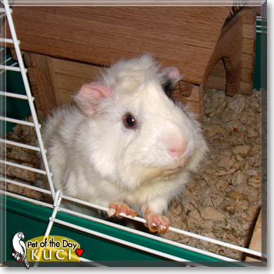 Kuci, the Pet of the Day Kuci, the Pet of the Day