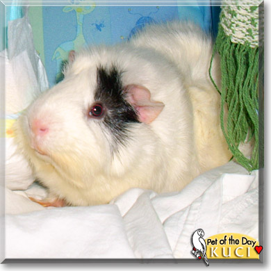 Kuci, the Pet of the Day