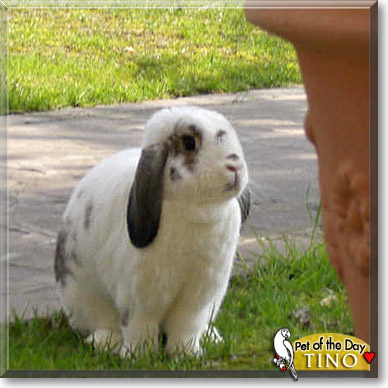 Tino, the Pet of the Day