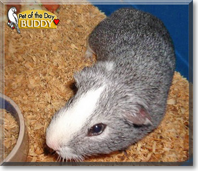 Buddy, the Pet of the Day Buddy, the Pet of the Day
