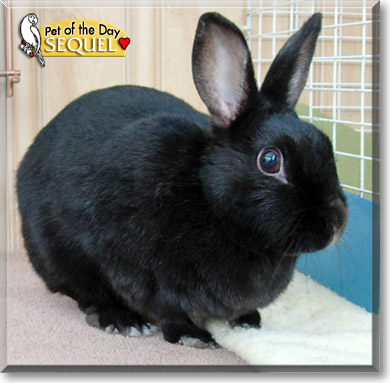 Sequel, the Pet of the Day