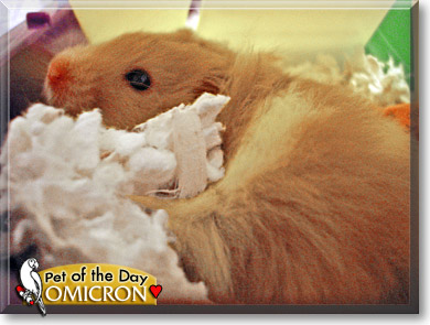 Omicron, the Pet of the Day Omicron, the Pet of the Day