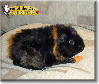 Garrotxa, the Pet of the Day Garrotxa, the Pet of the Day