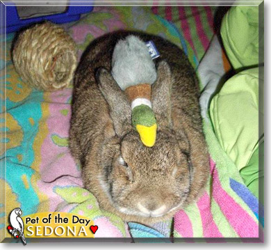 Sedona, the Pet of the Day Sedona, the Pet of the Day