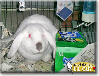 Lil Guy, the Pet of the Day Lil Guy, the Pet of the Day
