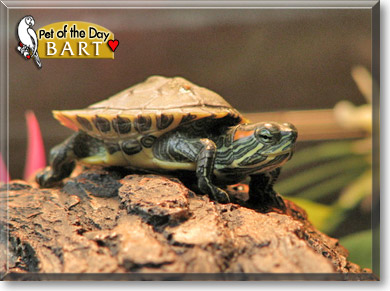 Bart, the Pet of the Day Bart, the Pet of the Day
