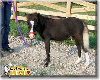 Levi, the Pet of the Day Levi, the Pet of the Day