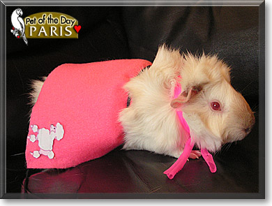 Paris, the Pet of the Day