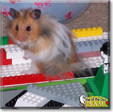 Samantha, the Pet of the Day Samantha, the Pet of the Day