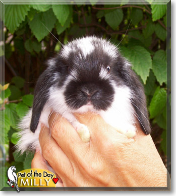 Milly, the Pet of the Day Milly, the Pet of the Day