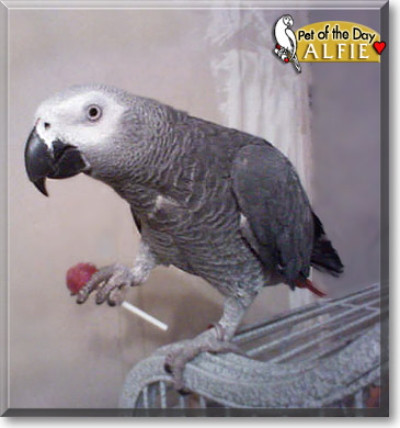 Alfie, the Pet of the Day