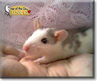 Unco, the Pet of the Day