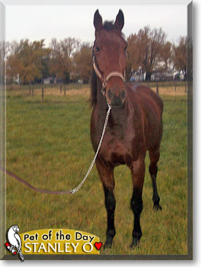 Stanley O, the Pet of the Day Stanley O, the Pet of the Day