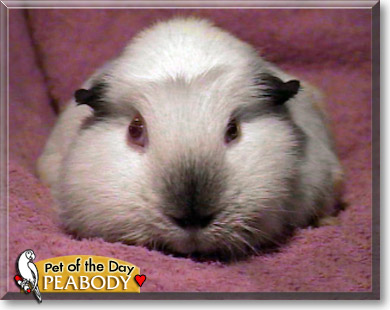 Peabody, the Pet of the Day Peabody, the Pet of the Day