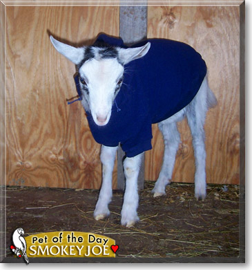 Smokey Joe Harrison, the Pet of the Day
