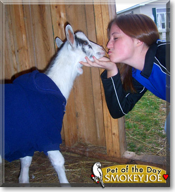 Smokey Joe Harrison, the Pet of the Day