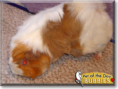 Bubbies, the Pet of the Day