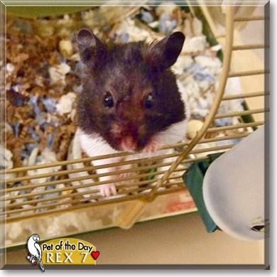 Rex 7, the Pet of the Day Rex 7, the Pet of the Day