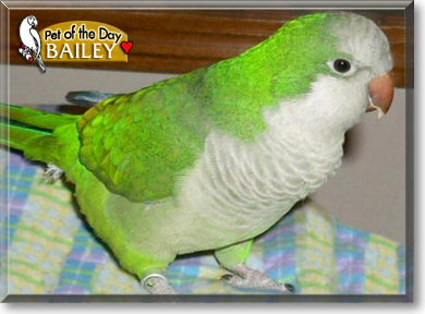 Bailey, the Pet of the Day Bailey, the Pet of the Day