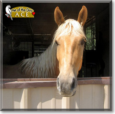 Ace, the Pet of the Day Ace, the Pet of the Day