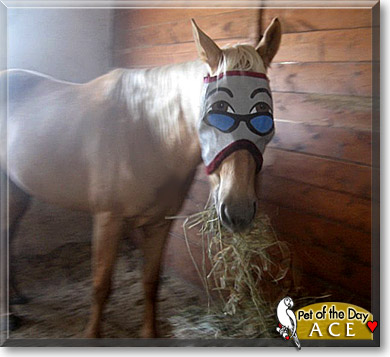 Ace, the Pet of the Day
