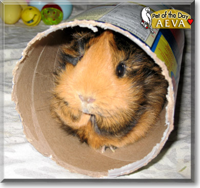 Aeva, the Pet of the Day