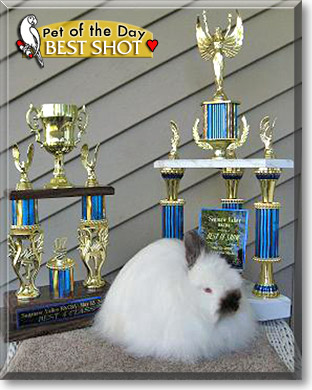 Best Shot, the Pet of the Day Best Shot, the Pet of the Day