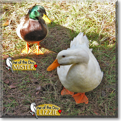 Mister, Lizzie, the Pet of the Day