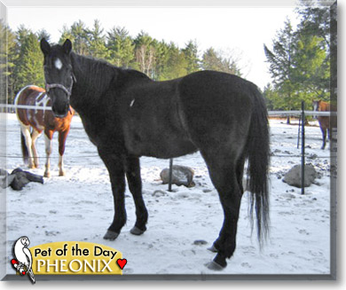 Pheonix, the Pet of the Day Pheonix, the Pet of the Day
