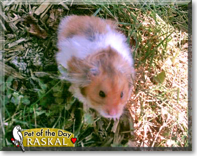 Raskal, the Pet of the Day Raskal, the Pet of the Day