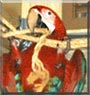 Sunniva the Green Wing Macaw