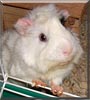 Kuci the Abyssinian Guinea Pig