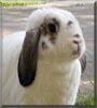 Tino the Lop Rabbit