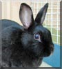 Sequel the Rabbit