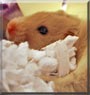 Omicron the Hamster